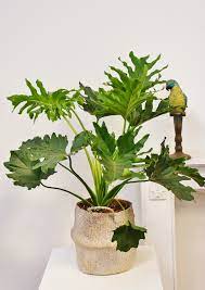 It is a beautiful tropical plant that originated in south america. Philodendron Selloum Hope Philodendren Pflanzen Der Palmenmann