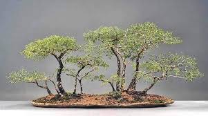 Image result for Acacia burkei