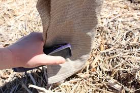 Do hydrangeas like sunshine or shade? How To Shade Protect Young Fruit Trees From The Sun Sunburn