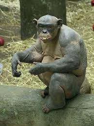 Cinderchimp Hairless Animals Chimp Hairless