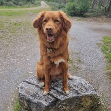 Image result for nova scotia duck tolling retrívr