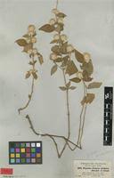 Image result for Cyathula uncinulata