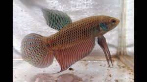 Asya, mekong ve chao phraya havzaları. Betta Smaragdina Guitar Pair Wild Betta 17 22 Starlight Youtube