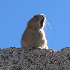 Lol Video Cute Funny Animals Funny Animal Videos Funny Animals