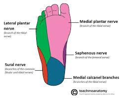 the tibial nerve course motor sensory teachmeanatomy