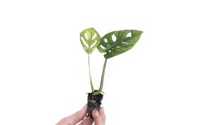 This is a self heading variety which grows vertically from a single stem. Monstera Deliciosa Growing And Design Tips For A Tropical Houseplant