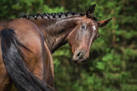 Our wide range of dressage includes frabrento, platinum, slk, and k2 saddles. How Are Dressage Horses Trained How To Dressage