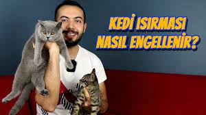 kedi isirmasi nasil engellenir kedim elimi ayagimi isiriyor youtube