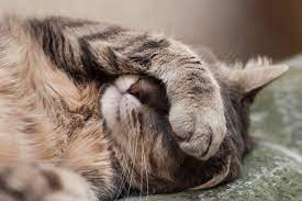 Here's when you need to take action. Pets And Vaping What S The Risk Ashtray Blog