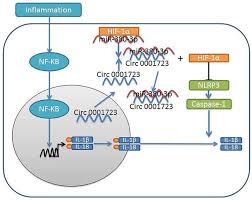 Hifs have been widely studied in physiological and pathological conditions and have been shown to contribute to the pathogenesis of various vascular diseases. Hypoxia Inducible Factor 1 Hif 1a Reduced Inflammation In Spinal Cord Injury Via Mir 380 3p Nlrp3 By Circ 0001723