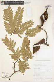 Image result for Kotschya africana