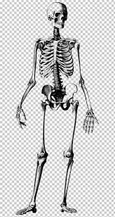 Human Skeleton Skull Drawing Anatomy Illustration Png Arm Atlas Black Black And White Bones Human Skeleton Human Skull Drawing Skull Drawing