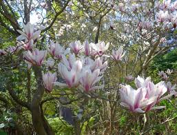 Select from premium star wars magnolia of the highest quality. How To Grow Magnolias The Land Nsw