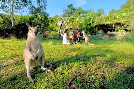 Untuk kali ini, penulis akan menekankan tentang mengenai bendera malaysia untuk mewarna ini. Taman Safari Prigen Pasuruan Zoo Facebook