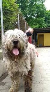 Maybe you would like to learn more about one of these? Saska Pastore Amici Del Rifugio Del Cane Di Seriate