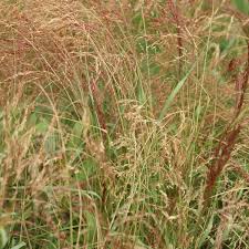 Image result for Eragrostis tef