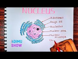 We did not find results for: How To Draw Label The Nucleus Youtube