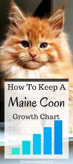 Cat growth chart by funlakota on deviantart. Pin On Maine Coon