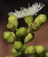 Image result for Globimetula mweroensis