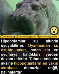 Hipopotamus Muthisbilgi Bilgi Hayvanlaralemi In 2020