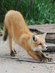 Imgur Pet Fox Cute Baby Animals Animals Beautiful