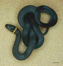 Northern Ringneck Snake 3 By Seto2112 On Deviantart Snake Pet Snake Snake Breeds