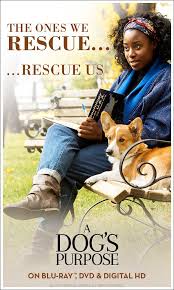 Check spelling or type a new query. A Dog S Purpose Full Movie Download Burnrev