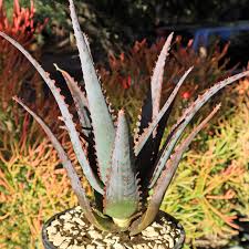 Image result for Aloe wollastonii