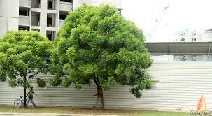 Image result for Filicium decipiens