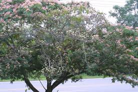 Image result for Albizia