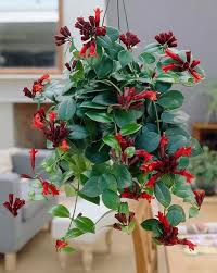 Pinching back to the growth tip (the top of the stem) will encourage lateral branching and maintain a more attractive appearance. 35 Types Of Tropical Houseplants To Grow In Your Home