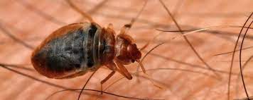 Pest control treatments from bulwark exterminating las vegas, nv eradicate the threat of unsafe pests that find their way inside your home. Pest Control General Pest Control Las Vegas Nv