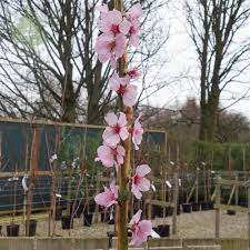 Check spelling or type a new query. Ingrid Almond Trees For Sale Prunus Persicoides Ingrid