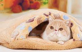 kak vyvesti bloh u koshek narodnymi sredstvami 17 sredstv effektivnyh sredstv i sposobov vyvesti bloh u koshki bez himikatov blohi koshki zhivotnye