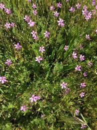 The top florist picks in dc. A Small Pretty Purple Flower In Washington State Whatsthisplant