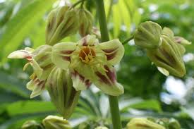 Image result for Manihot grahamii