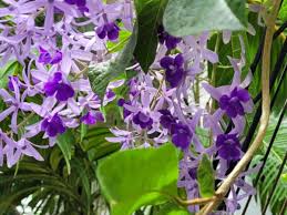 Image result for Petrea volubilis