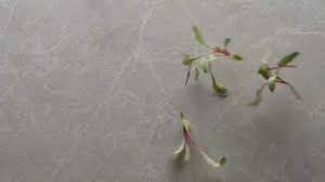 Check spelling or type a new query. Caesarstone Introducing Cosmopolitan White Youtube