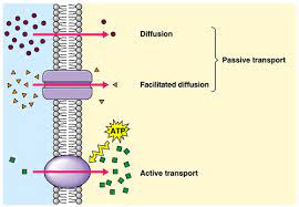 Electrochemical gradients and secondary active transport. Plant Life Active Transport