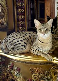 If you will decide to feed your savannah cat with raw diet, please ensure to provide the following : Pin On Savannah Cats