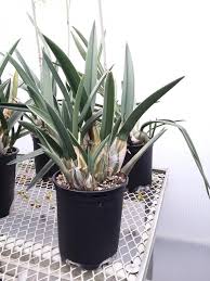 Image result for Eulophia petersii