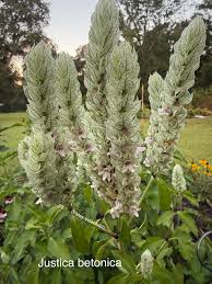 Image result for Justicia betonica