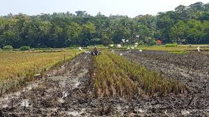 Pengaruh perubahan dan interaksi ruang antarnegara terhadap kehidupan budaya. Alih Fungsi Lahan Pertanian Archives Mongabay Co Id Mongabay Co Id