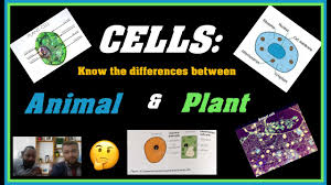 Plant and animal cell grade 9. Cells Differences Between Animal Plant Cells Grade 9 Youtube