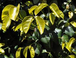 Image result for Gerrardinaceae