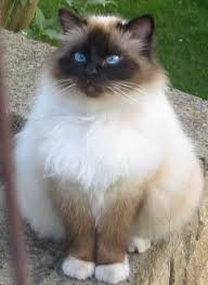 10 Friendliest And Stunningly Attractive Cats On Earth Cats Pretty Cats Pets