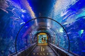 Shark Reef Las Vegas At Mandalay Bay Ballenvegas Com Las Vegas Attractions Cool Places To Visit Mandalay Bay Hotel