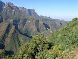 Image result for Lippia abyssinica