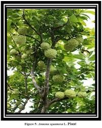 Image result for Annona squamosa