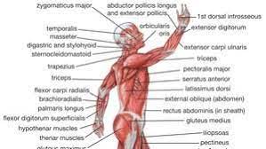 There is one deltoid muscle over each shoulder joint. Human Muscle System Functions Diagram Facts Britannica